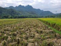 Mai Chau (Reisfelder)