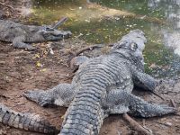 Mekong-Delta (Krokodilfarm 