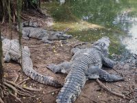 Mekong-Delta (Krokodilfarm 