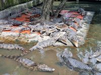 Mekong-Delta (Krokodilfarm 