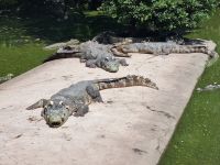 Mekong-Delta (Krokodilfarm 