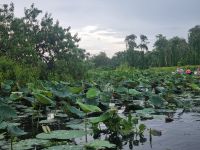Mekong-Delta (Landschaftsschutzgebiet 