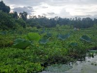 Mekong-Delta (Landschaftsschutzgebiet 