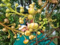 Mekong-Delta (Landschaftsschutzgebiet 