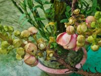 Mekong-Delta (Landschaftsschutzgebiet 