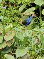 Naturreservat To Tra Su, Mangroven