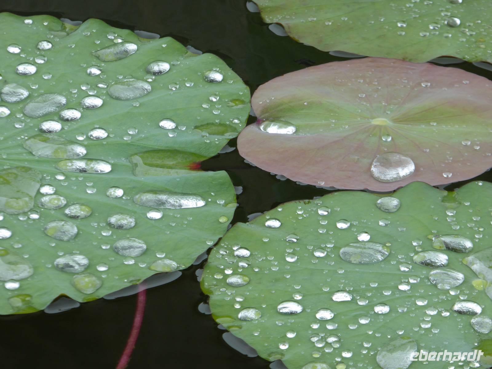 Regen in Hue