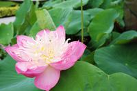 Saigon -Lotus