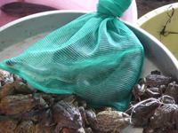 Schlange im Sack