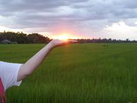 Sonnenuntergang am Reisfeld