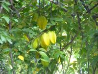 Sternfrucht