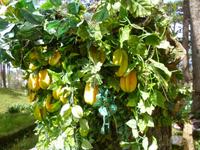 Sternfrucht