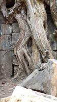 Ta Prohm
