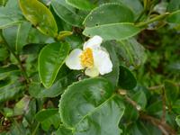 Teeblüte