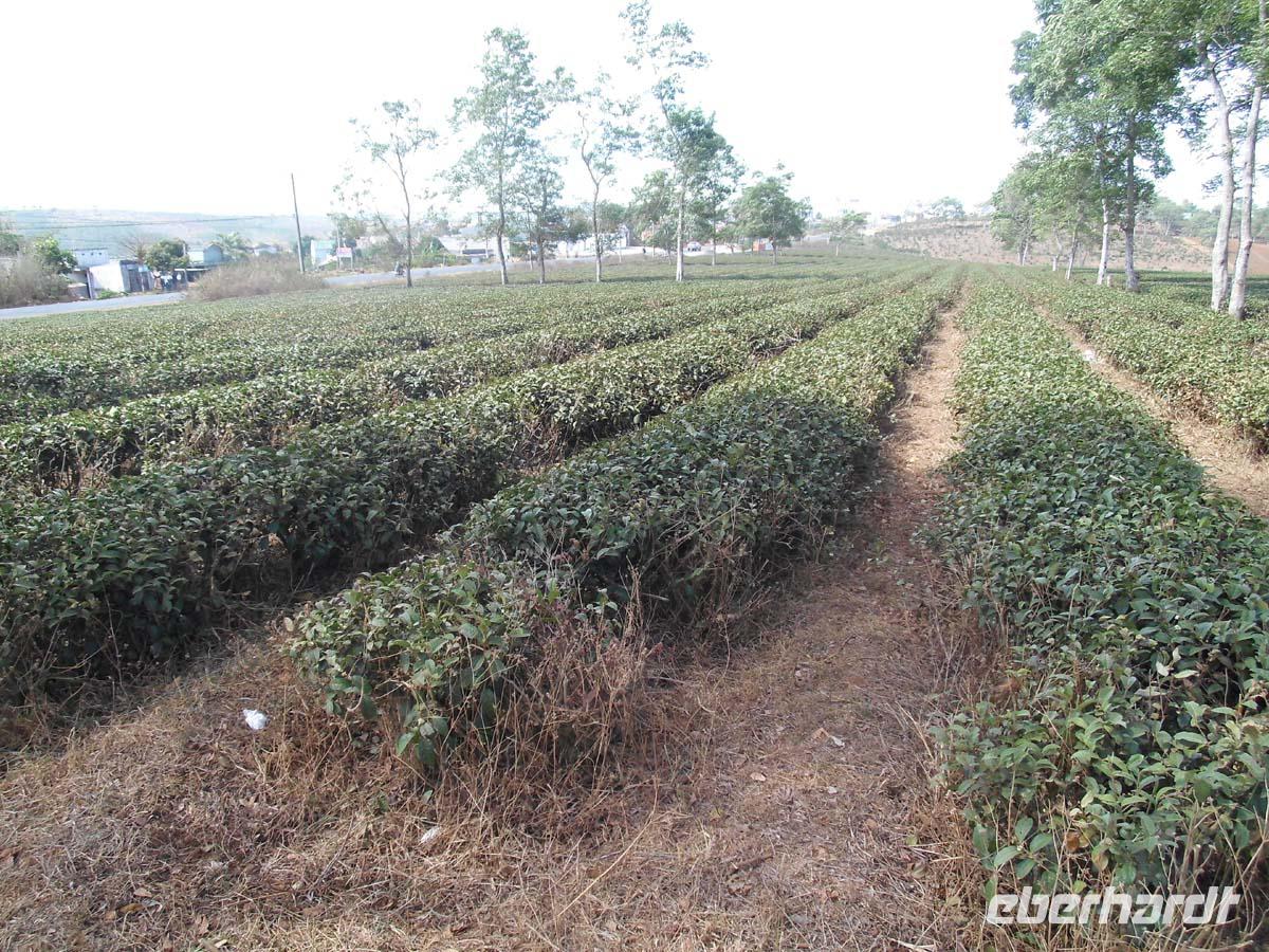 Teeplantage