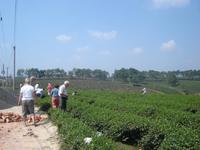 Teeplantage