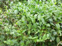 Teeplantage