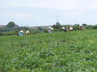 Teeplantage