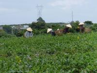 Teeplantage