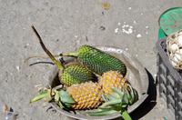 Wilde Ananas