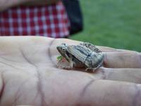 einen Frosch!