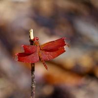 fullsizeoutput_4059