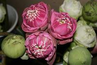 gefalteter Lotus