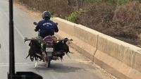 lebende Enten am Moped