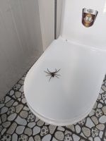 113. Tierische Entdeckung