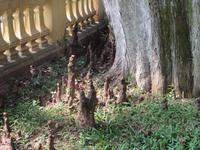 Mangrovenwurzeln, liebevoll auch 