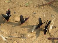 überall wunderschöne bunte Schmetterlinge