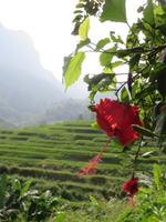 Terassenfelder und Hibiskus