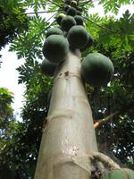 Papaya-Baum