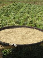 frisch gedroschener Reis