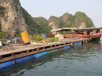 Schwimmende Dörfer, Halong Bucht