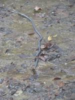 Riesenregenwurm im Bach-Ma Nationalpark