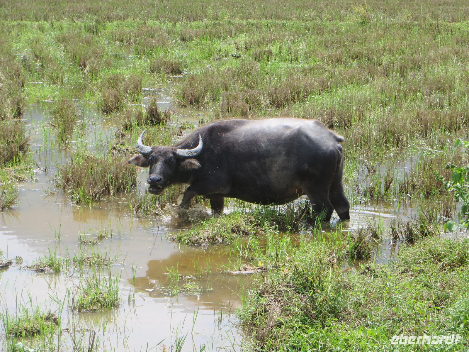 Wasserbüffel darf nach der Ernte das Reisfeld fertig 
