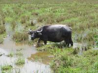 Wasserbüffel darf nach der Ernte das Reisfeld fertig 
