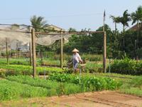 Gartendorf bei Hoi An