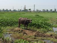 Wassferbüffel bei Hoi An