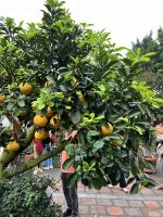 15 Pomelo
