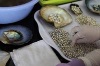 Halong-Perlzuchtfarm