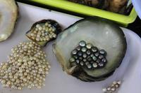 Halong-Perlzuchtfarm