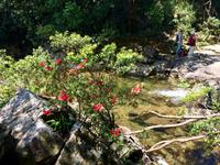 Bach Ma-Nationalpark