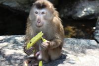 Bach Ma-Nationalpark