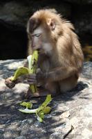 Bach Ma-Nationalpark - Wegbegleiter