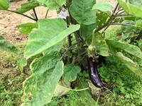 Hoi An Gemüsegarten