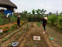 Hoi An Gemüsegarten