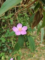 erste Wanderung von Mai Chau nach Ban Hang