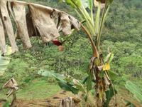 dritte Wanderung von Kho Moung nach 